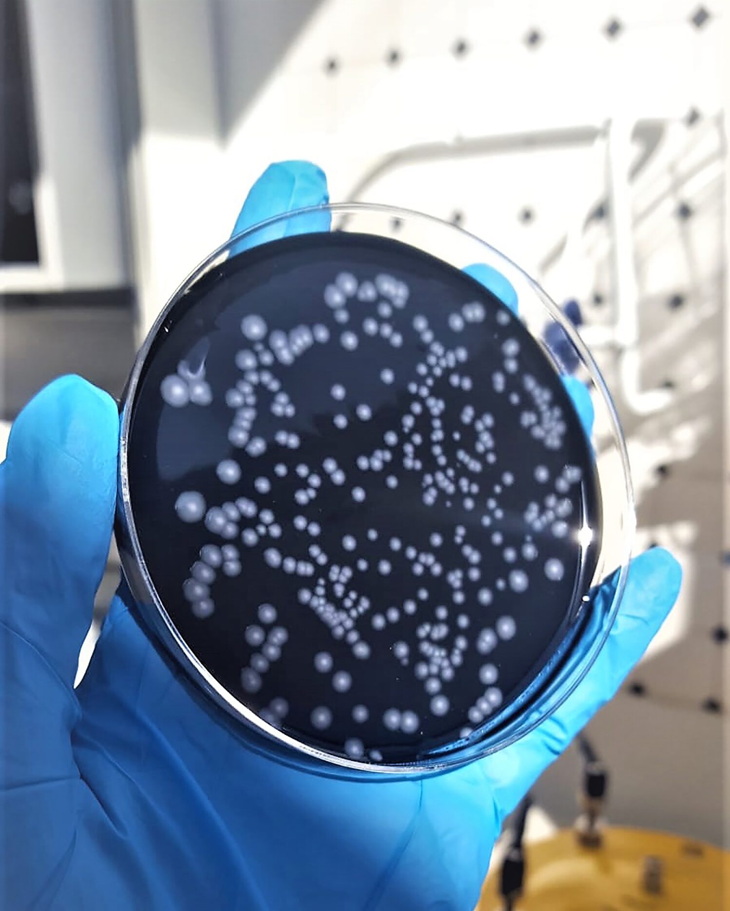 Piastra di coltura con colonie batteriche durante l'analisi microbiologica